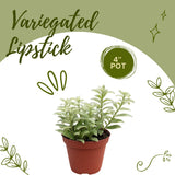 2 Variegated Lipstick Vine Plant, Lipstick Plants Live, 4 Inches Pot for Planting