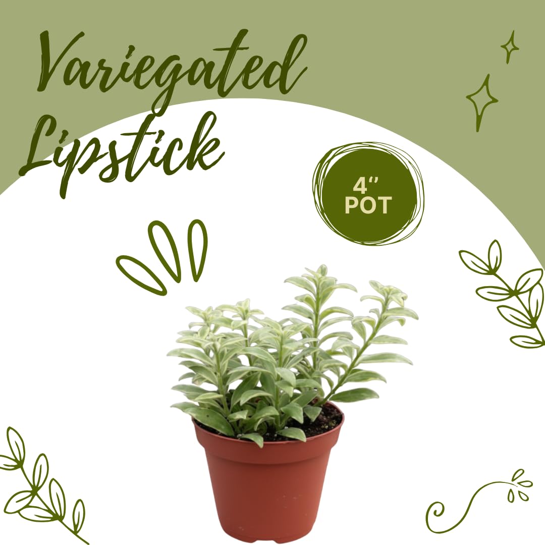 2 Variegated Lipstick Vine Plant, Lipstick Plants Live, 4 Inches Pot for Planting