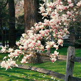 2 Magnolia Trees Live Plant, Fragrant Magnolia Plant Live for Planting Outdoor 6 to 12 Inc Height, Beautiful Magnolia Flowers Tree, Magnolia Flowers, in Pots (Saucer Magnolia)