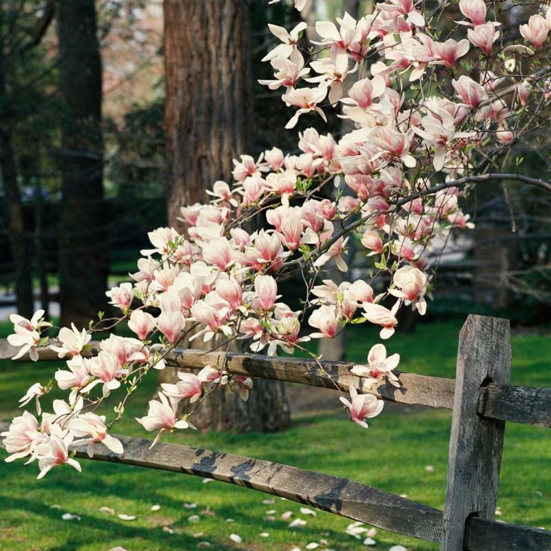 2 Magnolia Trees Live Plant, Fragrant Magnolia Plant Live for Planting Outdoor 6 to 12 Inc Height, Beautiful Magnolia Flowers Tree, Magnolia Flowers, in Pots (Saucer Magnolia)