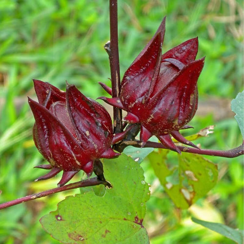Red Roselle Hibiscus Plant Live Tree Size 8-12 Inc in 4" Pot, Sabdariffa Sorrel Jamaica Hibiscus Flower Plants Outdoor Planting, No CA