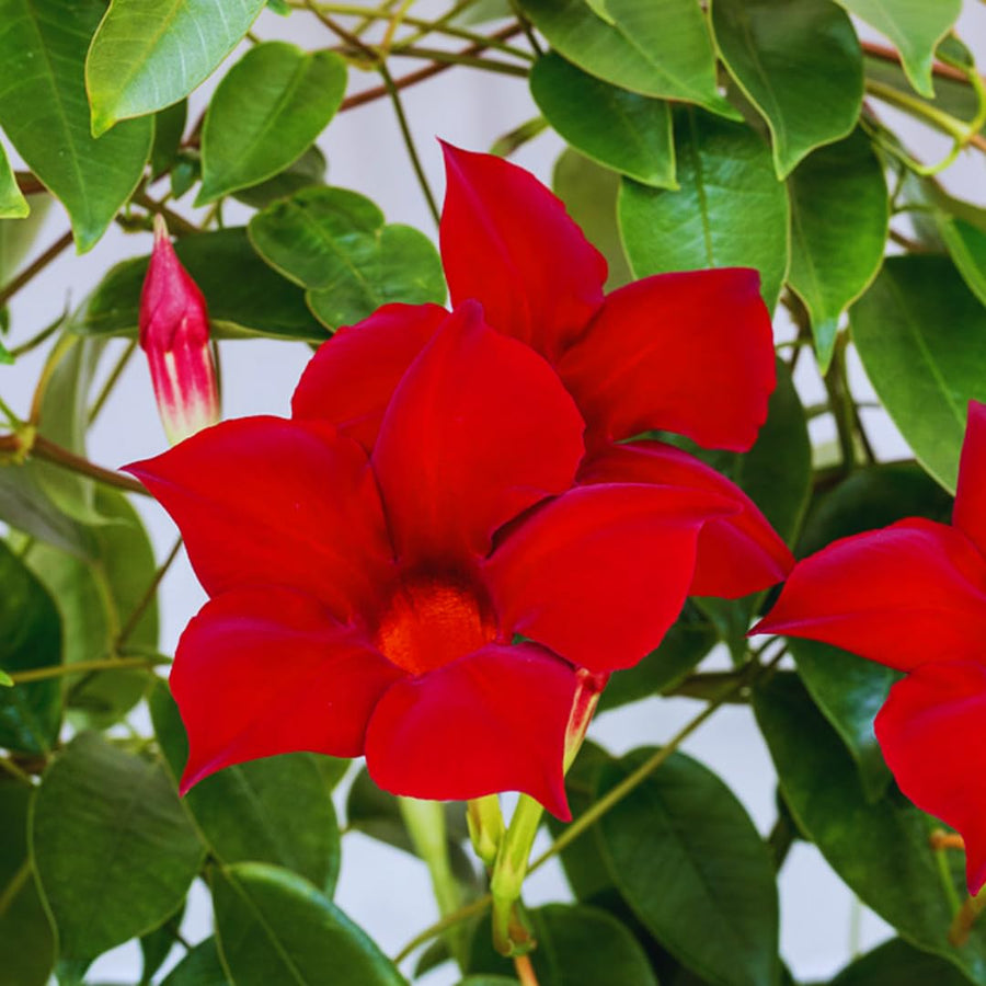 Red Mandevilla Plants Live, Set 2 Plants, Live Mandevilla Flower Plants Gardening, 10 to 12 Inc Long Mandevilla Live Plant Vine Growing, No Pot