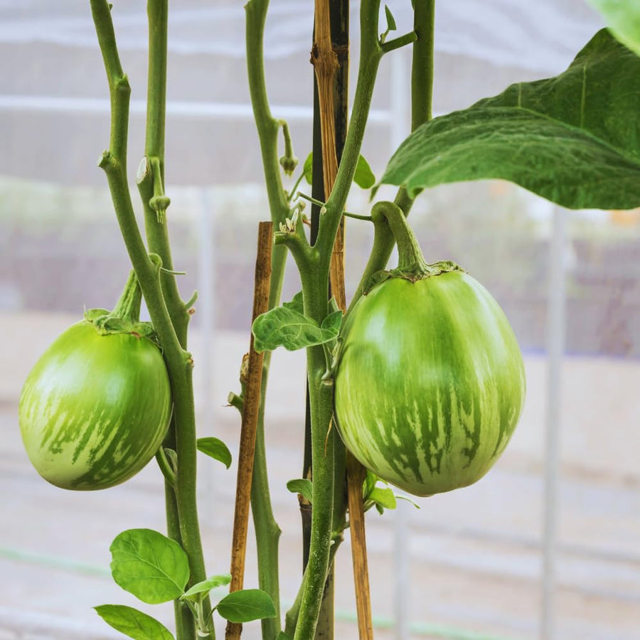 100 Green Eggplant Seeds for Planting, Eggplants Seeds, Vegetable Plant Garden