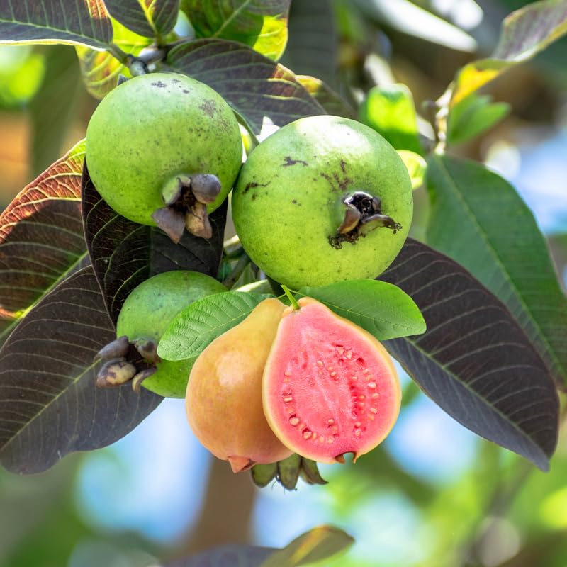 Set 2 Sweet Pink Guava Trees Plants Live, Pink Guava Seedlings Tree Fruit Plant, 4 to 9 Inc Tall, Pink Guava Plants