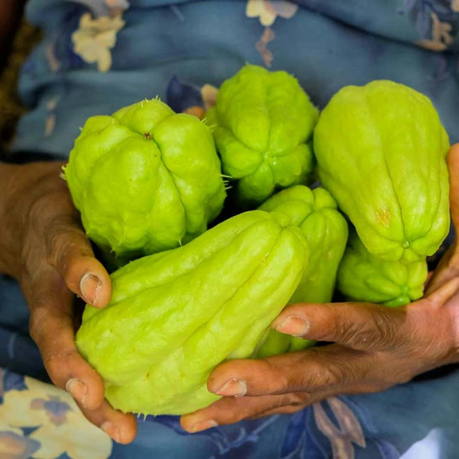 Chayote Squash Plant Live, Vegetable Live Plant, 5 Inc Pot, Green Chayote Squash Starter Plant