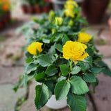 Yellow Miniature Rose Plant Live, Vibrant Flowering Rose Bush for Growing Indoor Outdoors, Starter Roses in 3'' Pot