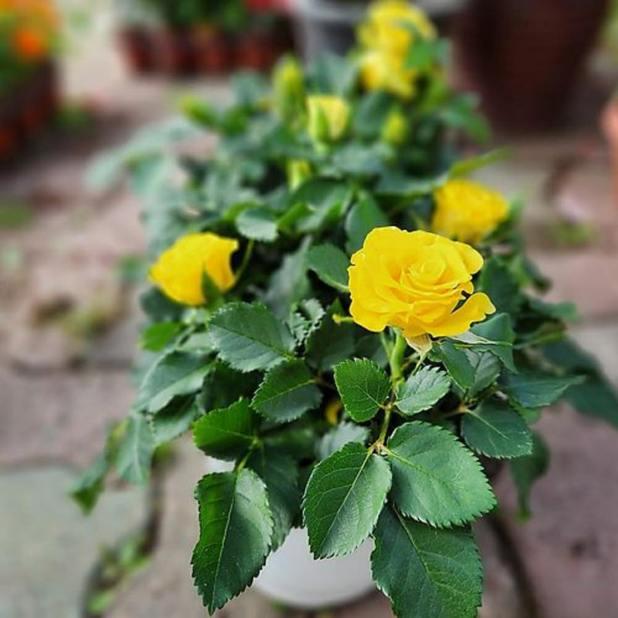Yellow Miniature Rose Plant Live, Vibrant Flowering Rose Bush for Growing Indoor Outdoors, Starter Roses in 3'' Pot