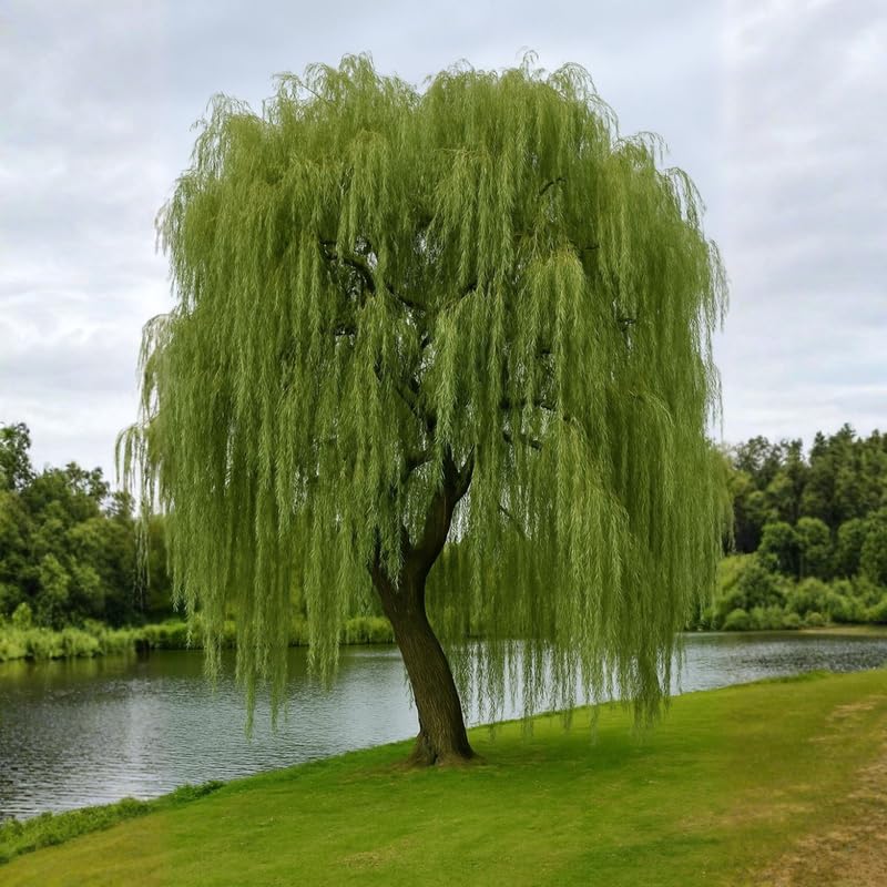 2 Weeping Willow Trees 2–3 Ft Bare Root, Fast Growing Shade Trees for Yard, Garden or Landscape