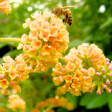 Butterfly Bush Shrubs, Yellow Butterfly Bush Live Plant Trees Shrub for Planting Garden Indoor Outdoor
