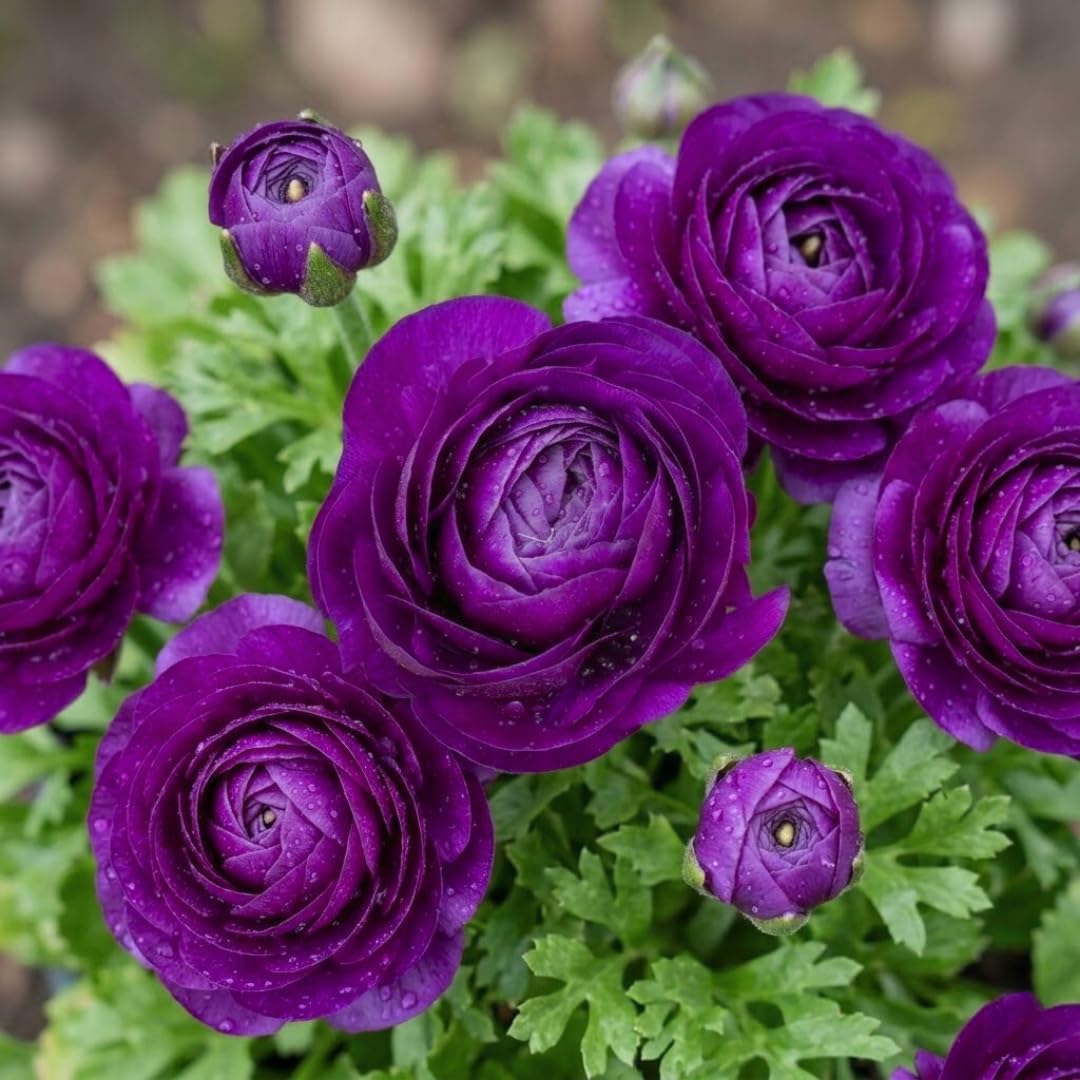 Ranunculus Bulbs, 25 Ranunculus Bulbs, French Peony Style Buttercup Corms, Spring Blooming Garden Flowers, Vibrant Flower Plant (Purple Ranunculus)