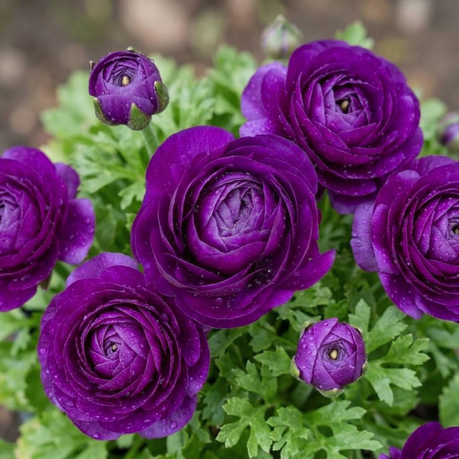 Ranunculus Bulbs, 25 Ranunculus Bulbs, French Peony Style Buttercup Corms, Spring Blooming Garden Flowers, Vibrant Flower Plant (Purple Ranunculus)