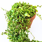 Succulent Plant Live, Trailing Houseplant, Indoor Green Foliage Plant in 4 Inch Pot (String of Turtles)