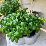 Sweet Basil Herb Plant Live, 6 Inch Tall, in 3" Pot, Fresh Culinary Herb for Indoor or Outdoor Growing