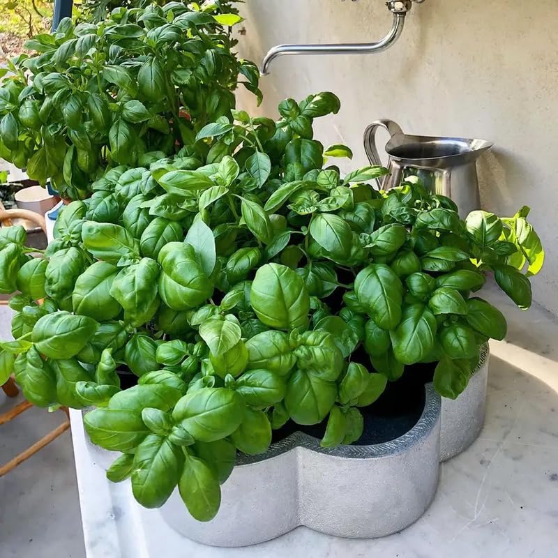 Sweet Basil Herb Plant Live, 6 Inch Tall, in 3" Pot, Fresh Culinary Herb for Indoor or Outdoor Growing