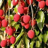 Lychee Tree Live, 3 Feet Tall Litchi Fruit Tree, Sweet Tropical Lychee for Outdoor or Indoor Planting