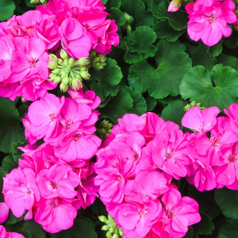4 Pink Geranium Plants Live, 5 to 8 Inches Tall, Geranium Flower Plants Indoor Outdoor, Geranium Plant No Pot, Live Geranium Plant for Garden Outdoor and Indoors