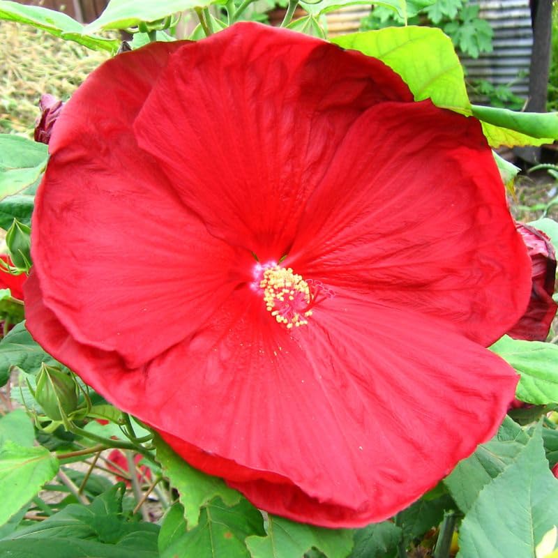 Red Hibiscus Plant Live, Hardy Hibiscus Flowers for Outdoor Landscapes, 5-9 Inch Height, Ornamental Hibiscus Bush Shrub, Well-Rooted, No Pot