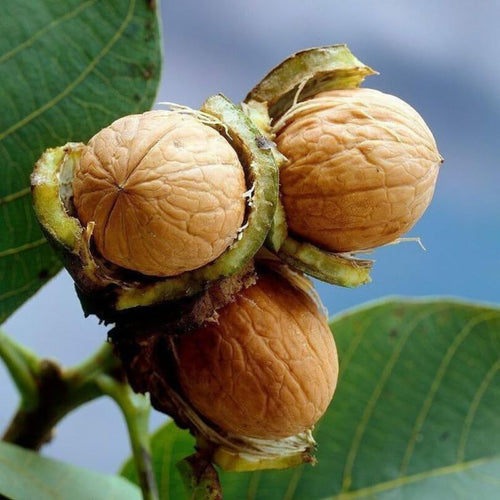 Walnut Tree Live Plant in Quart Pot, Hardy Nut Trees for Outdoor Garden, Landscape or Backyard Growing, 6-12 Inches