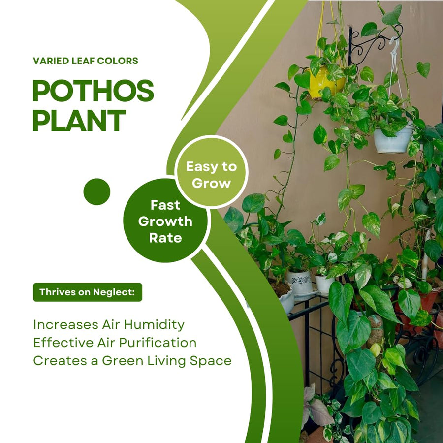 Set 3 Pothos Live Plants, Assorted Pothos Plant Live Indoor, Hanging Basket Vine Plant Indoor Outdoor, Easy to Plant