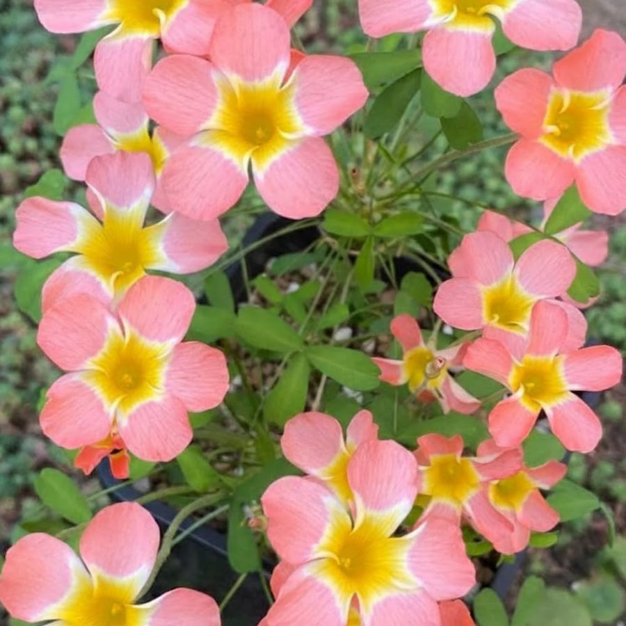 Oxalis Plant in 4'' Pot, 4-8'' Tall, Shamrock Flowers Plants, Perennial Flower Plants for Indoor and Outdoor Garden (Light Pink Oxalis)