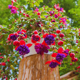 Fuchsia Plants Live Hanging Basket, Live Fuchsia Plant Pot, 5 Inches Pot, Hardy Colorful Flower