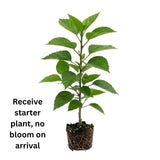 Hibiscus Live Plant, Hardy Hibiscus Flower Plant, Hibiscus Flowering Shrub 5-8 Inch Tall (Pink Blooms)