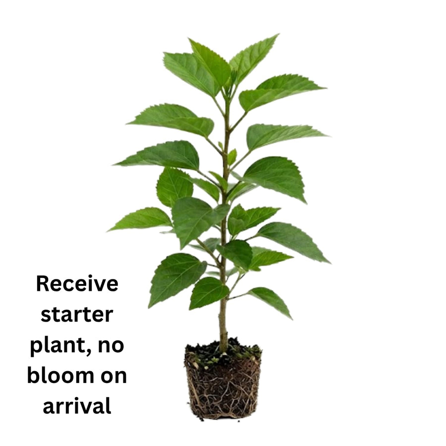 Hibiscus Live Plant, Hardy Hibiscus Flower Plant, Hibiscus Flowering Shrub 5-8 Inch Tall (Pink Blooms)