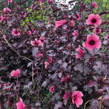Red Roselle Hibiscus Plant Live Tree Size 8-12 Inc in 4" Pot, Sabdariffa Sorrel Jamaica Hibiscus Flower Plants Outdoor Planting, No CA
