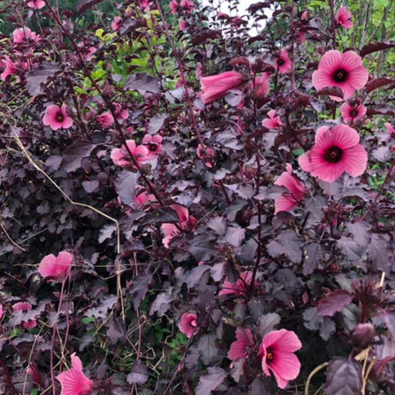 Red Roselle Hibiscus Plant Live Tree Size 8-12 Inc in 4" Pot, Sabdariffa Sorrel Jamaica Hibiscus Flower Plants Outdoor Planting, No CA
