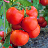 Lot 4 Tomato Plants Live for Planting Outdoors, Large and Juicy Tomatoes, Well Rooted, 6 to 8 Inch - Big Boy Tomato