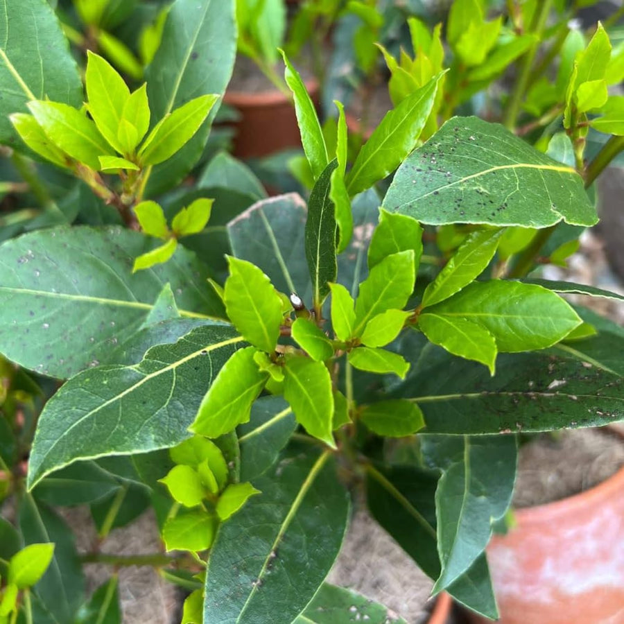Bay Leaf Tree Live, 7-10 Inch Tall Laurus Nobilis Bay Laurel Plant for Outdoor or Indoor Growing