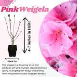 2 Pink Weigela Plant Live Tree in 4-Inch Pot, 6–9 Inches Tall, Hardy Ornamental Weigela for Garden, Patio, or Outdoor Landscaping