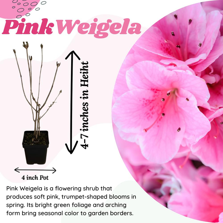 2 Pink Weigela Plant Live Tree in 4-Inch Pot, 6–9 Inches Tall, Hardy Ornamental Weigela for Garden, Patio, or Outdoor Landscaping