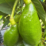 Avocado Tree Live Plant, Grafted Avocado Tree 3 Feet Tall in 3 Gallon Pot, Tropical Fruit Tree, Creamy Flavor
