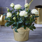 Miniature Rose Plant, Live 3” Potted Rose, Compact, Colorful Flowering Rose Bush for Indoor Outdoor Gardens (White)
