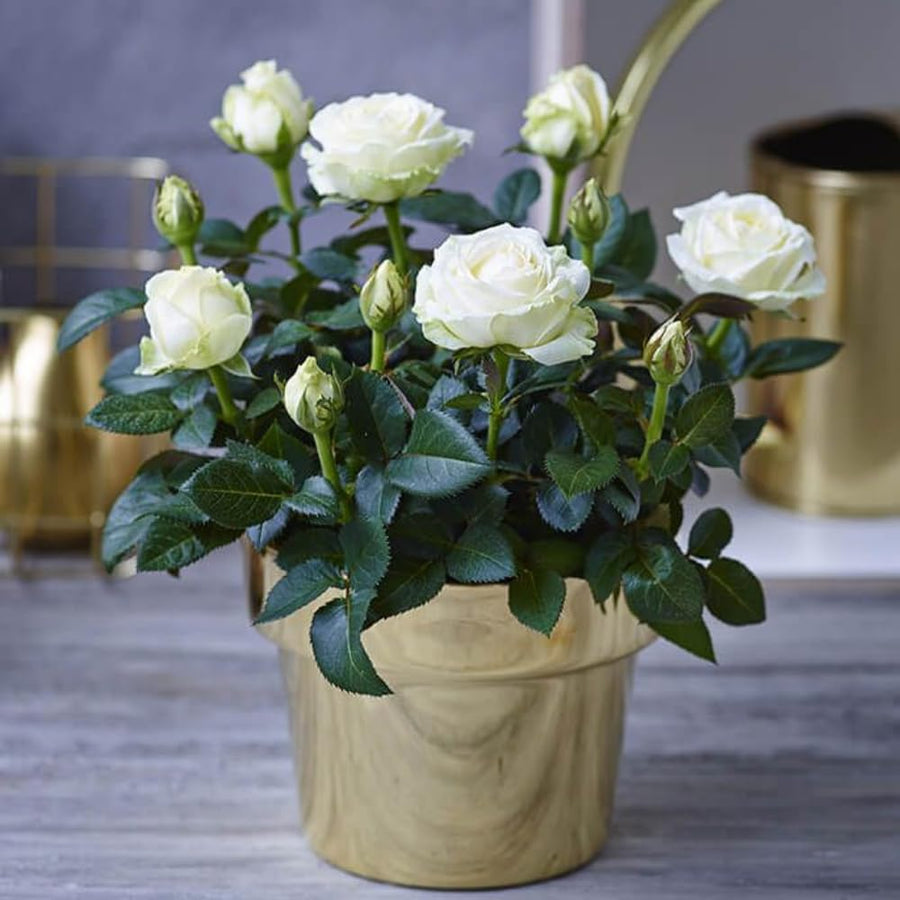 Miniature Rose Plant, Live 3” Potted Rose, Compact, Colorful Flowering Rose Bush for Indoor Outdoor Gardens (White)