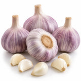 4 Music Garlic Bulbs for Planting, Large Heirloom Hardneck Seed Garlic, High Yield, Cold Hardy Fall Planting