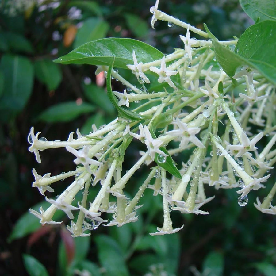 Night Blooming Jasmine Plant, Live Jasmine Flower Plant Indoor Well Rooted, Outdoor Garden Planting 8-10 Inches