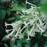 Night Blooming Jasmine Plant in Half Gallon Pot, Fragrant White Jasmine Climbing Vine, Flowering Jasmines for Outdoor Garden