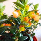Goldfish Plant Live, Trailing Indoor Houseplant in 4 Inch Pot for Hanging Planters