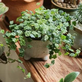 String of Frogs Plant, Trailing Houseplant String of Frogs Live Plant, Succulents Plants Live Potted for Hanging Baskets, Containers, Indoor Gardens