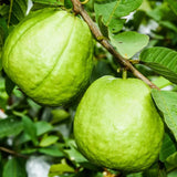 White Guava Tree Live, 8-10" Tall Tropical Fruit Tree, Sweet Guava Plant for Outdoor or Indoor Planting