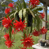 Epiphyllum Plants Live, 2 Plants per Pot, Orchid Cactus Plants for Indoor and Outdoor Planting, Well Rooted Orchid Cactus Plant, Ready to Plant (Red Epiphyllum)