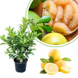 Grapefruit Pomelo Tree Live Plant, Big White Fruit Citrus Tree Grafted, 3 Feet Tall Tropical Fruit Tree
