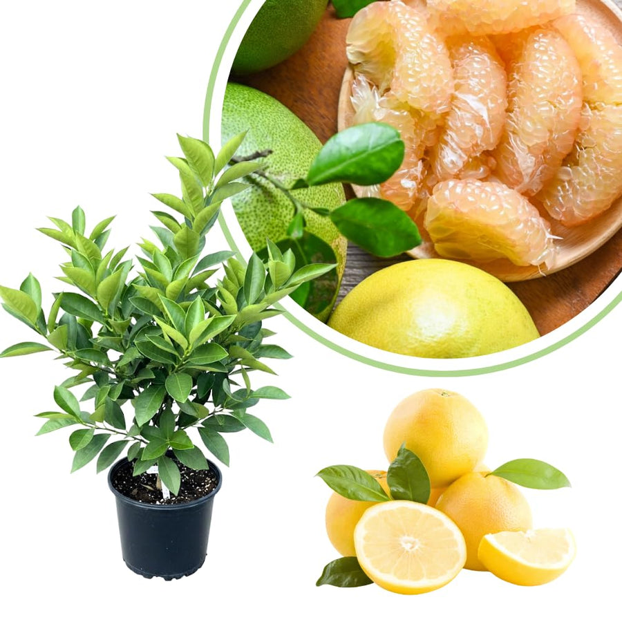 Grapefruit Pomelo Tree Live Plant, Big White Fruit Citrus Tree Grafted, 3 Feet Tall Tropical Fruit Tree
