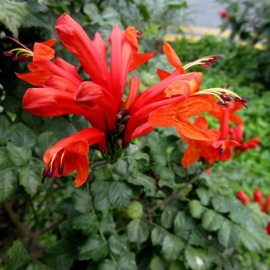 Orange Honeysuckle Plant Bush Live Shrub in 4" Pot for Outdoor Growing, Cold Hardy, Spring Planting