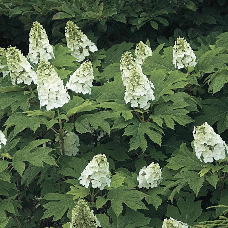 White Hydrangea Plant, 5 to 7 Inch Tall Hydrangea Plants Live, Without Pot, Change Color Flowers Hydrangeas Bush Plant Outdoor Shade Garden, Colorful Flowers