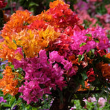 2 Trailing Bougainvillea Plants Live, Hardy Flowering Bougainvillea Plants for Hanging Basket, Container Growing, 4-8 Inches Tall (Mixed)
