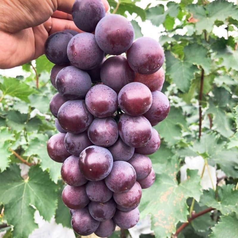 Grape Vine Plant Live for Planting Outdoors, Grape Plant Live Grape Tree to Grow 1-2 Years Old Well-Rooted, Black Grape Fruit Tree Live Plant (Summer Royal Grape)