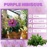 Purple Hibiscus Plant Live, Hardy Hibiscus Plants Live 5-7 Inches Tall, Vibrant Blooming Flower, Well-Rooted Plant for Home Garden Indoor Outdoor